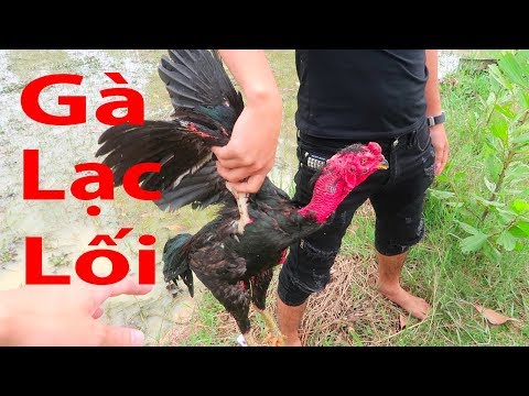 Hữu Bộ | Gà Chọi Lạc Lối Nướng Siêu Cay | BBQ Chicken | Foci