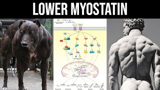 How to Lower Myostatin Naturally To Unlock More Muscle Growth (Myostatin Kills Your Gains!)