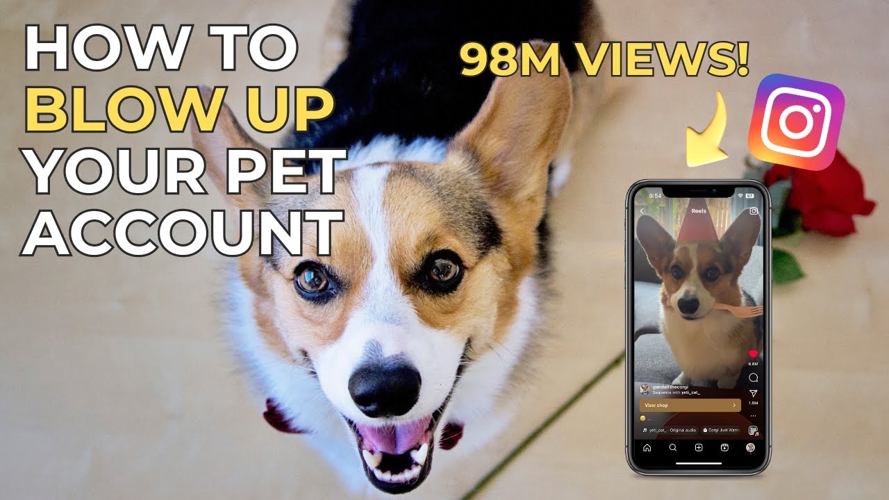 How to Grow a Pet Instagram Account | 10 Tips! | 100k+ Followers in 30 ...