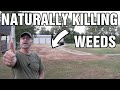 DIY natural driveway weed and grass killer