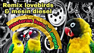 TOP MASTERAN BURUNG LOVEBIRD & mesin diesel ampuh memancing bunyi  burung lovebird bahan konslet ‼️