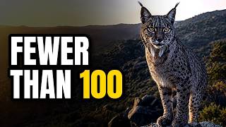 Details The Return | How Protection Changed the Fate of 50 Species News