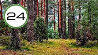 Sonido de BOSQUE🌲🌿 y PÁJAROS🐤 Sin Agua Efecto Relajante para Dormir, Estudiar Relajarse y Meditar screenshot 4