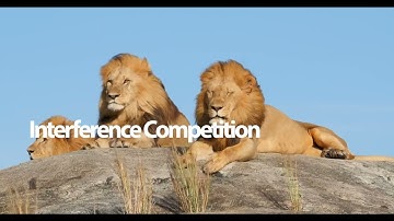 Importance of Competition in Nature