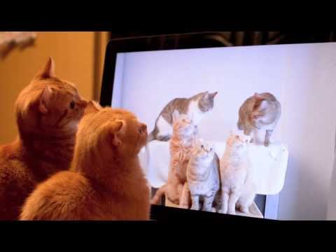 自分達の動画を見る猫 Cat watching a video of himself.