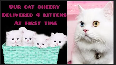 Video 7955291: turkish angora, breed persian, persian kitten, colour kitten, blue breed