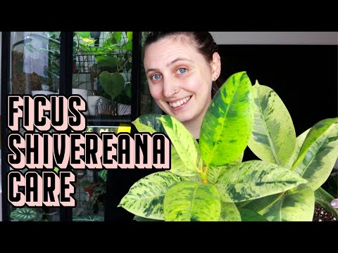 Wideo: Guma ficus - symbol domowego dobrego samopoczucia i szczęścia