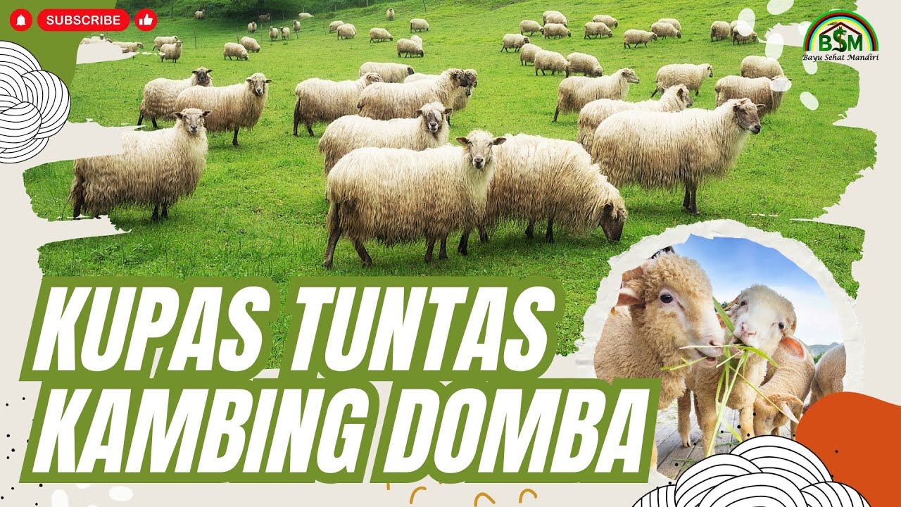 TANYA JAWAB SEPUTAR PETERNAKAN KAMBING DOMBA #bayudiningrat  #bayusehatmandiri #pertanian