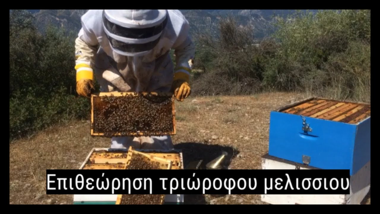 Επιθεώρηση τριώροφου μελισσιού