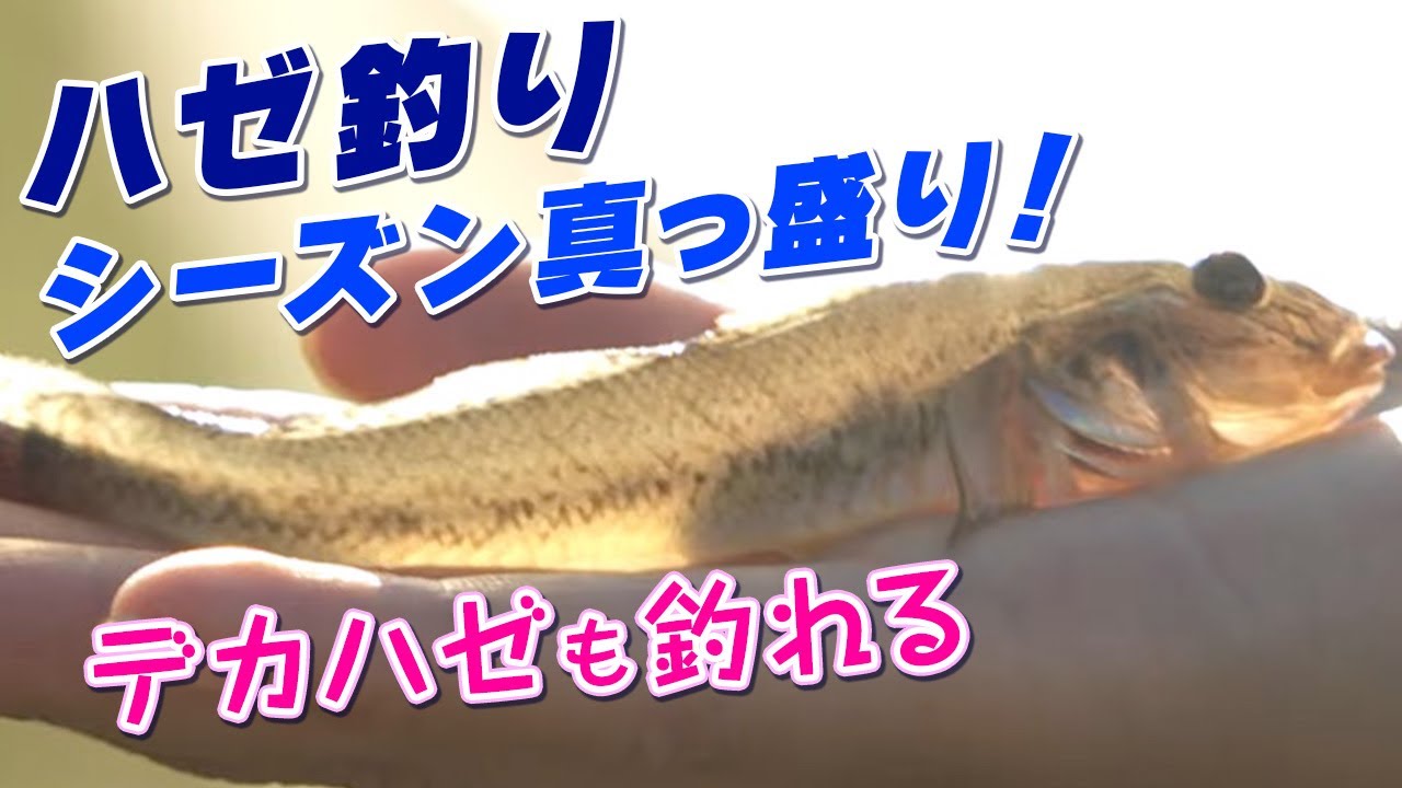 GO!GO!九ちゃんフィッシング #547　「陸っぱりハゼ釣り入門 のべ竿＆ちょい投げを徹底解説？」