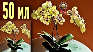 видео: 50 МЛ ЧУДО-ПЮРЕ ДЛЯ ОРХИДЕИ! 2--5 ЦВЕТОНОСОВ, ДО 50 ЦВЕТОВ И УЙМА КОРНЕЙ! РАСКОЧЕГАРЬ ОРХИДЕИ ТАК!👍👍 картинка: 50 МЛ ЧУДО-ПЮРЕ ДЛЯ ОРХИДЕИ! 2--5 ЦВЕТОНОСОВ, ДО 50 ЦВЕТОВ И УЙМА КОРНЕЙ! РАСКОЧЕГАРЬ ОРХИДЕИ ТАК!👍👍