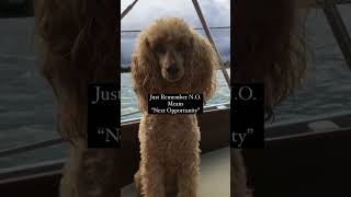 Today’s inspiration by Jack the sailing dog  #cutedog #dog #doggo #boat #dogpuppy