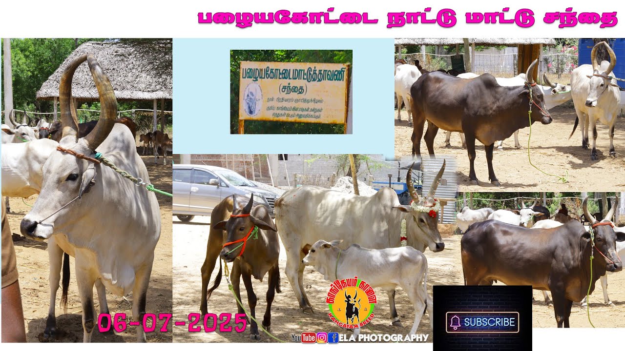 இன்றைய சந்தை நிலவரம் பழையகோட்டை நாட்டு மாட்டு சந்தை 06-07-2025 #nattumadu #kangayam_breed