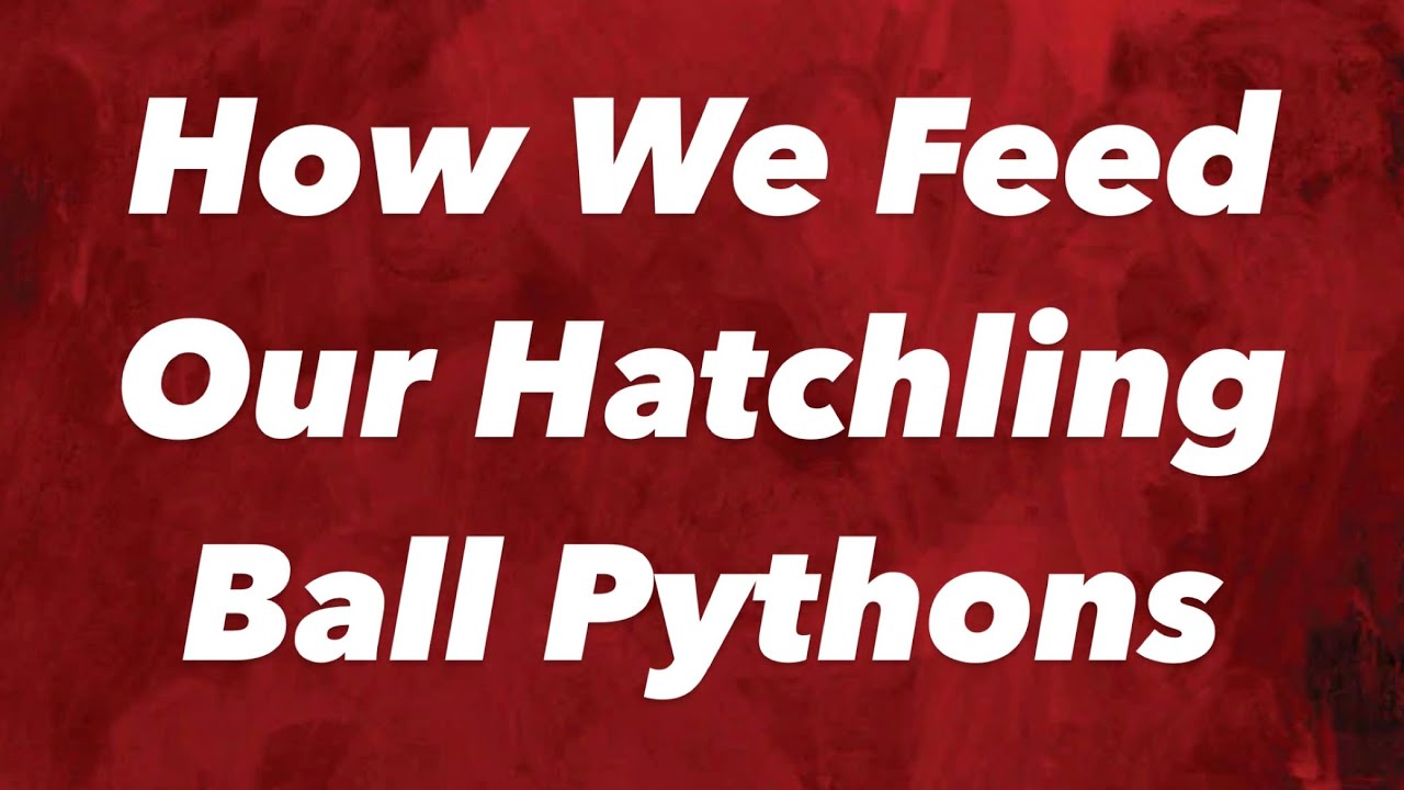 Photo inspiration: How We Feed Our Hatchling Ball Python S Photo Inspiration