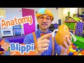 Blippi Learns about Human Anatomy | Blippi Full Episodes | Educational Videos for Kids | Blippi Toys