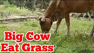 Lembu Besar Sedang Makan Rumput