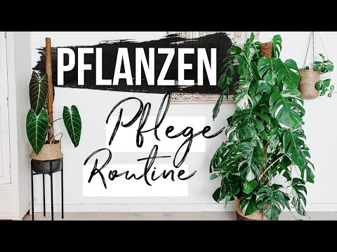 Video: Pflanzenpflege, Gießen, Baden, Seifenbäder, Hausgarten Alphabet - 4