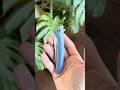 WE Knife Co 704 Blue Titanium M390 framelock folding knife #edc