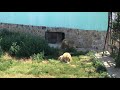 Мясо прямо под нос? Ну тогда ладно) Тайган White lions in Taigan