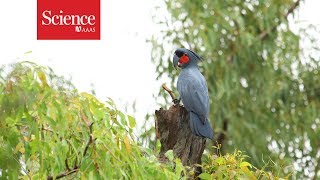 Cockatoos use tools to make music