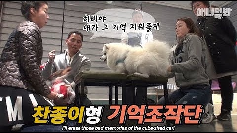 자, 각설탕 자동차를 처음 봤을때를 떠올려봅니다ㅣEveryone~ The dog that gets triggered by angular cars! Back with part two