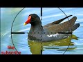 Berburu Burung Mandar Sawah/ Burung Mandar Batu - sniper coddo'