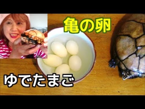 飼ってる亀が卵を産んだので茹で卵にして食べてみた Youtube