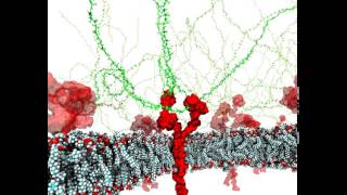 Molecular dynamics simulation of the Glycocalyx (CSElab ETHZ)