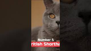 British shorthair cat #shorts #top10