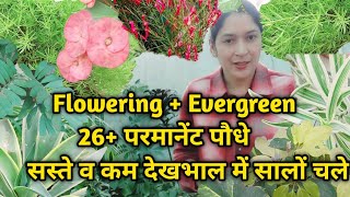 Flowering +Evergreen सस्ते व कम देखभाल में सालों चलने वाले 26+ परमानेंट पौधे