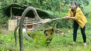 Harvesting taro for sale, Detecting cobras | Linh's Life
