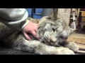 Max canada lynx  im a big baby