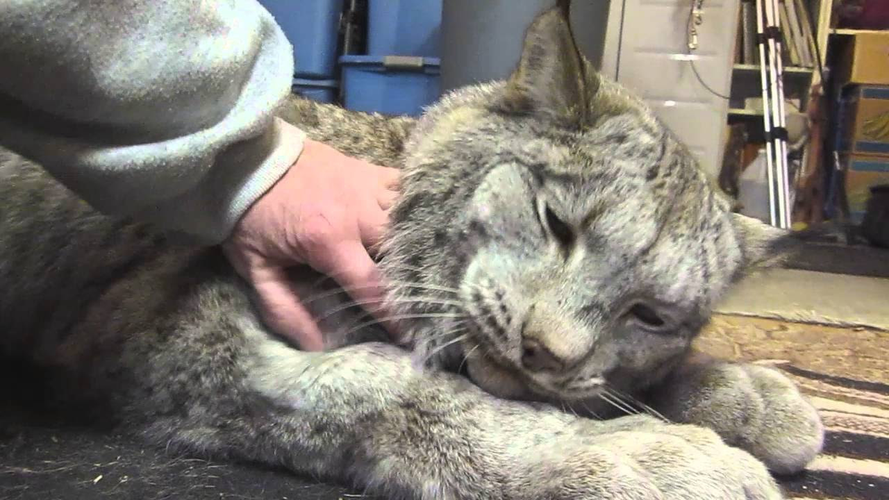 Farmer lectures a lynx after it attacked his chicken coop in British Columbia