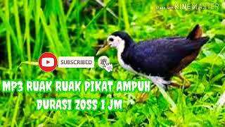 Suara pikat ruak ruak 1 jam