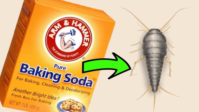 How to Make a Silverfish Trap - Homemade - DIY - Simple to Make - Uses  Everyday Items 