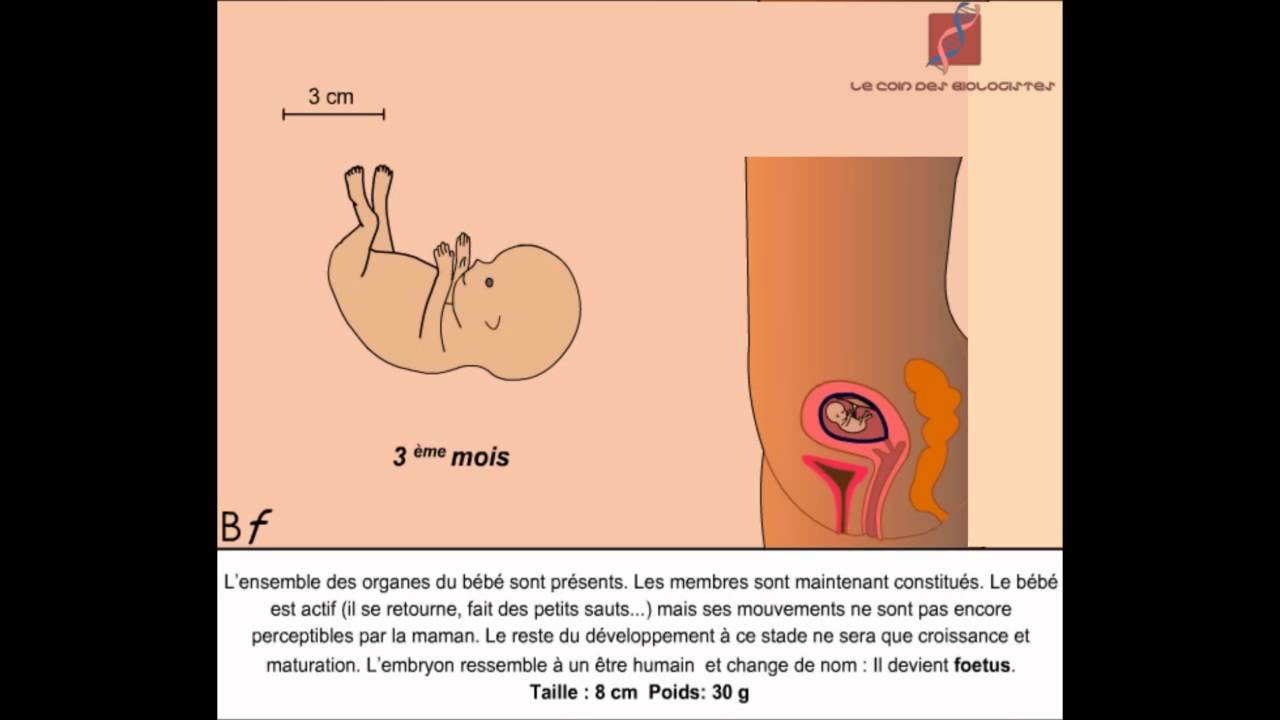 Les Etapes De La Grossesse Animation Youtube