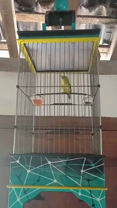 pleci tembakan zipper panjang 🔥