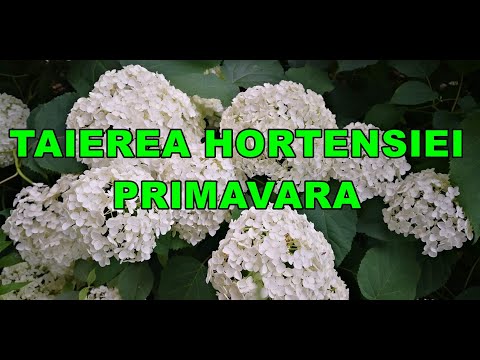 Video: Cloroză Hortensie (10 Fotografii): Cum Se Tratează? Reguli Pentru Prelucrarea Frunzelor Cu Sulfat De Fier. Ce Altceva Poti Face?