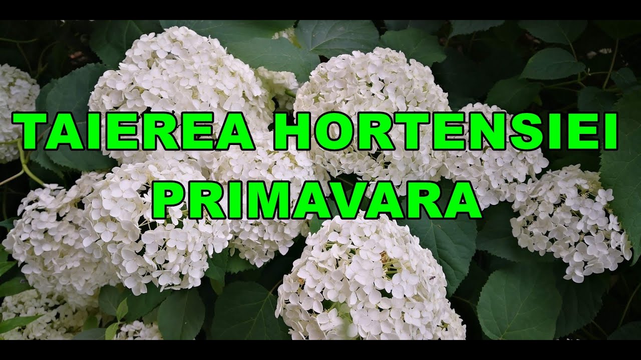 Cum se taie hortensia, ca sa nu pierzi florile #ingrijireaflorilor
