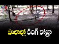 12 Feet King Cobra In Chintaluru | East Godavari District | TV5 News Digital