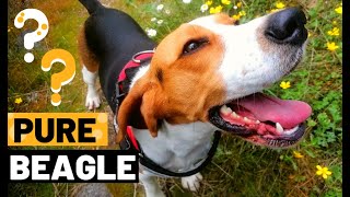 How Identify a Pure Beagle | 4 Characteristics by Pipas The Beagle 3,489 views 3 years ago 1 minute, 29 seconds