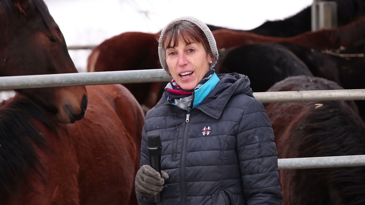 Fohlenaufzucht auf dem Gestüt Birkhof