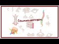 ANATOMIA | Columna vertebral (curvaturas, vértebras, relaciones) | BLASTO