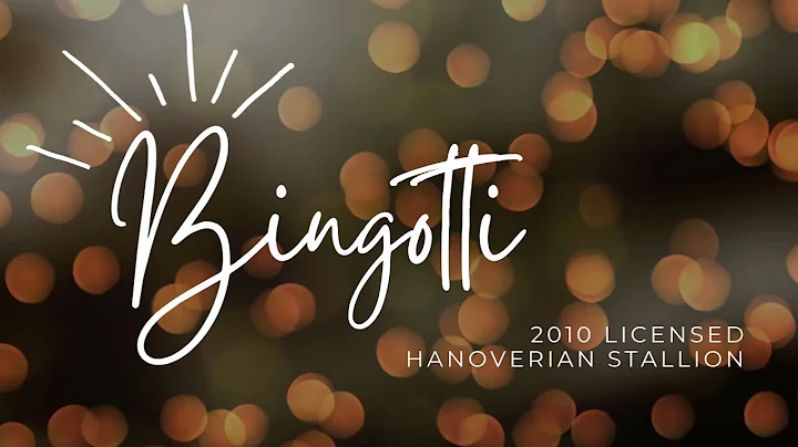 Bingotti - Approved Hanoverian Stallion