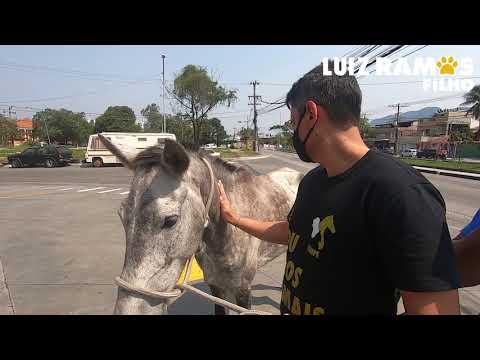 Vídeo: Pet Scoop: Preso cavalo resgatado do dilúvio, hospitalizado adolescente reunido com cães