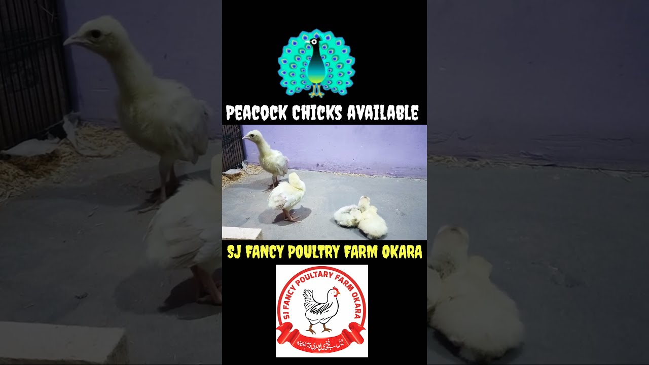 peacocks poultry farm