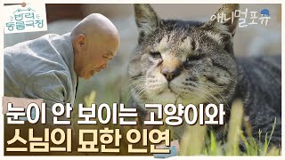 눈이 보이지 않는 고양이와 고양이를 키워본 적 없는 스님의 묘한 인연 | KBS 반려동물극장 240404 방송