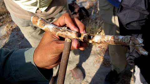 Walking with the Bushmen