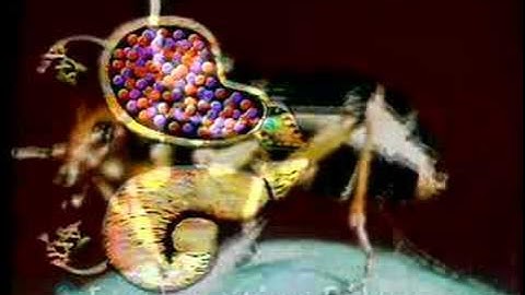 Bombardier Beetle Defies Evolution