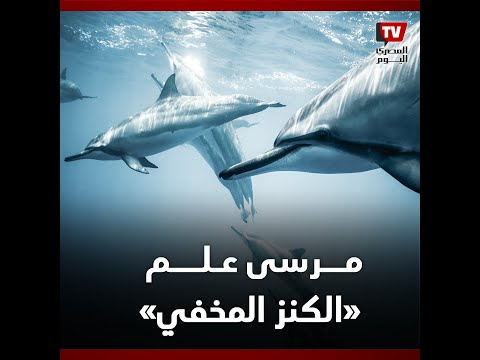 بيت الدلافين في مرسى علم رحلة غوص بجوار الشعاب المرجانية النادرة